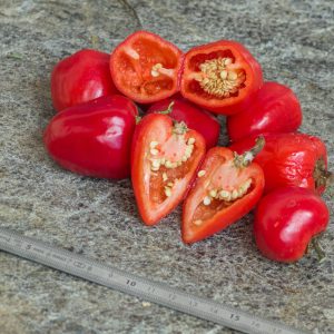 MINI BELL ROUGE