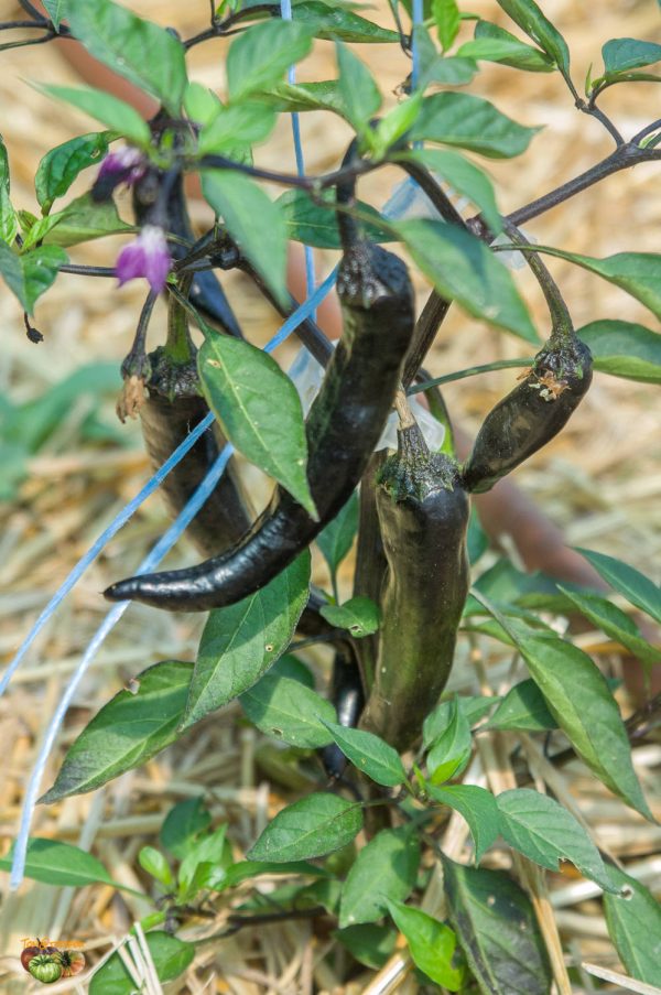 MURASAKI PURPLE - Image 4
