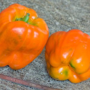 ORANJE BLOK
