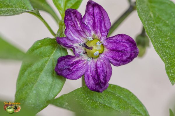 PIPPIN'S GOLDEN HONEY - Image 6