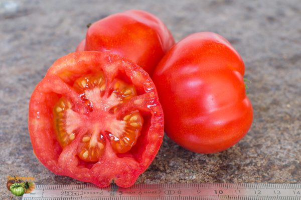 SCHNELLFRUCHTENDE AUS WIROWSK