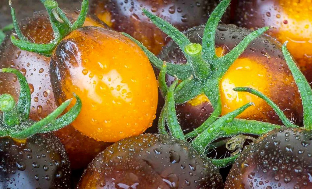 Tomatofifou Tomatobase