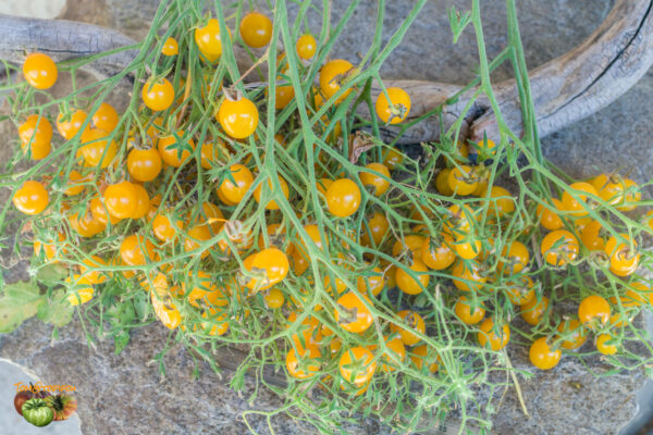 CLEMENTINE - Image 3