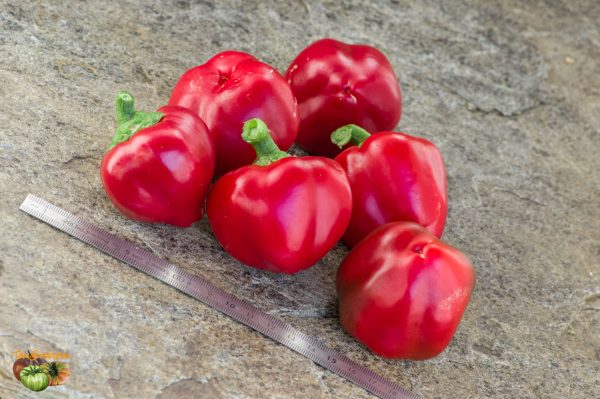 früher dickfleischiger süßer 20 septembre 2019