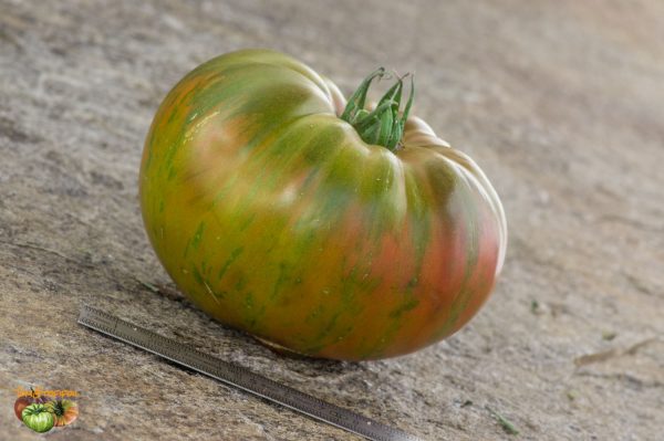 ananas zebra 18 septembre 2019 4