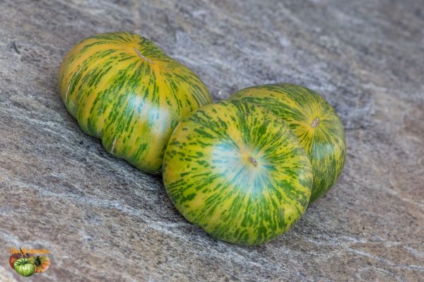 ananas zebra verte 05 juillet 2019 4 2