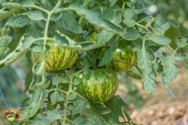 ananas zebra verte 30 juin 2019