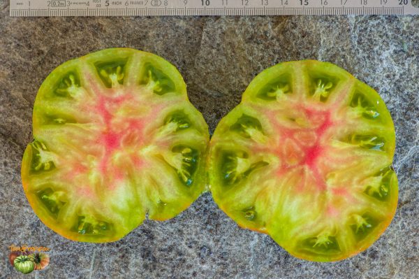 atomic grapexstriped sweetheart dark f2 plant2 16 août 2019