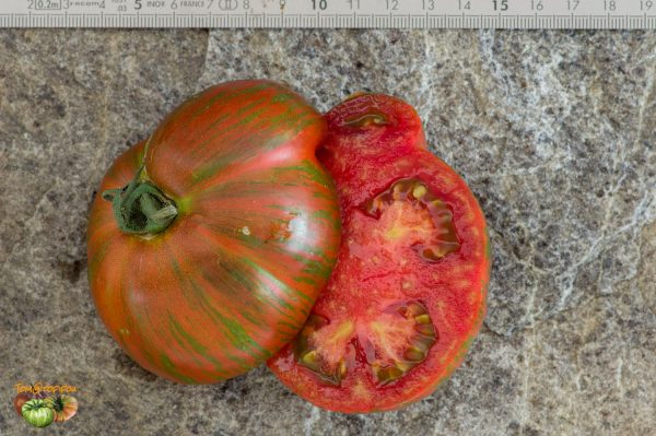 atomic grapexstriped sweetheartdark f2 plant1 26 juillet 2019 3