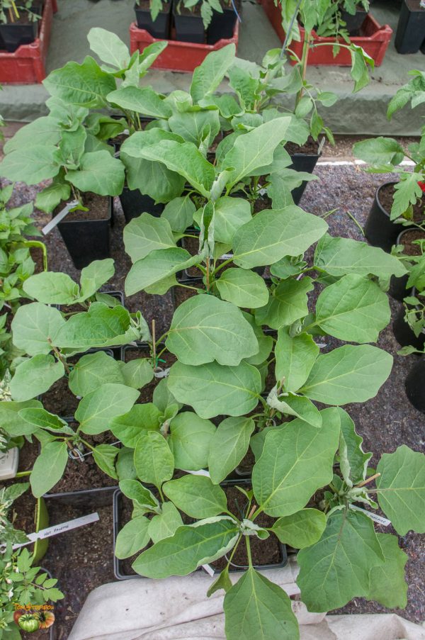 aubergine greffe feuillage 03 mai 2020