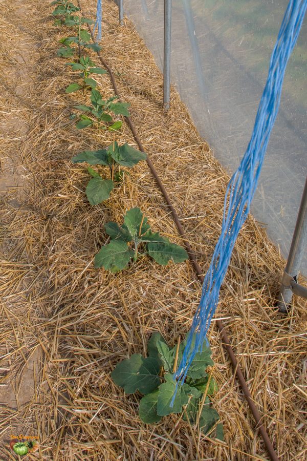 aubergine serre1 03 mai 2020