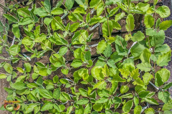 aubergine plant 31 mars 2020