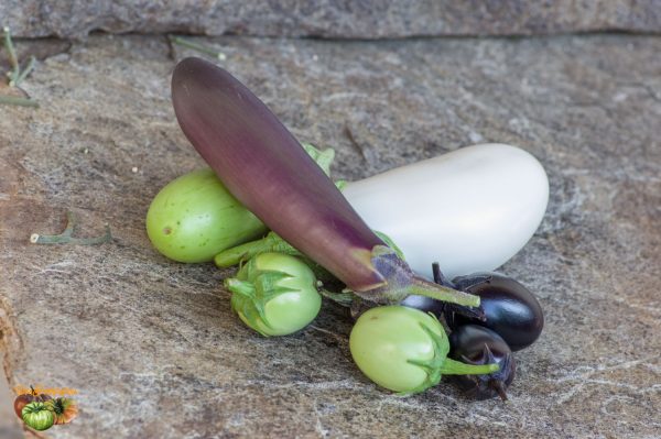 aubergines 06 août 2019