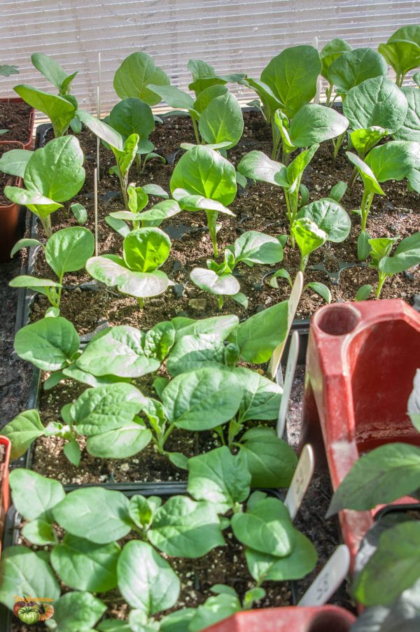 aubergines plants18 février 2020
