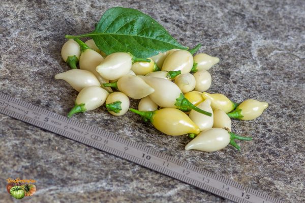 biquinho white 21 octobre 2019