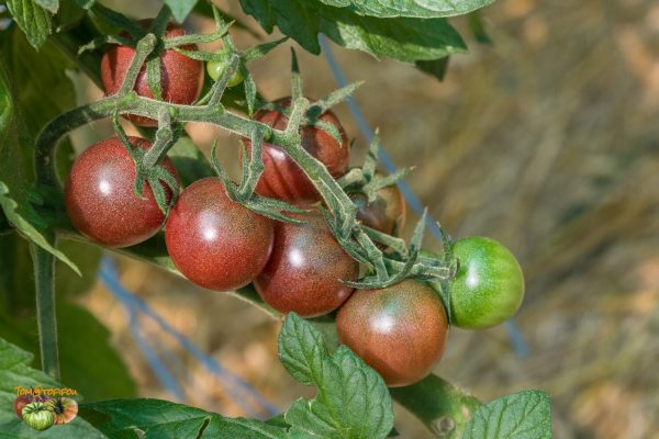 black cherry 