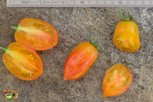 blushxafternoon delight f2 plant1 26 juillet 2019