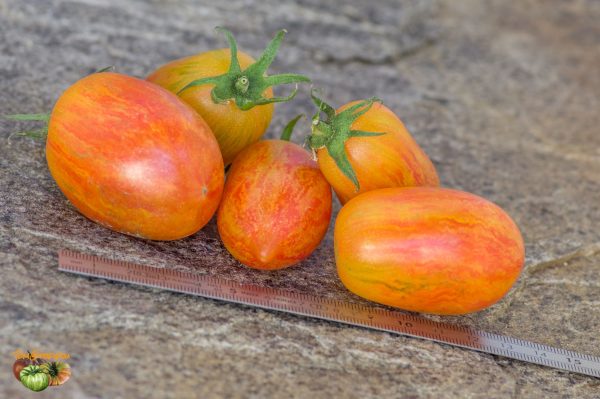 blushxafternoon delight plant1 25 juillet 2019