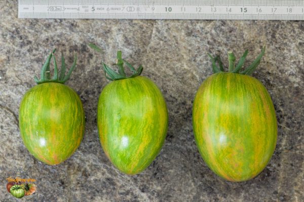 blushxatomic grape plant1 13 août 2019