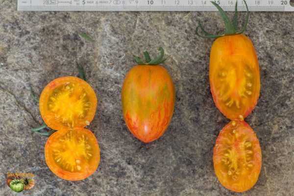 blushxatomic grape plant2 13 août 2019 2