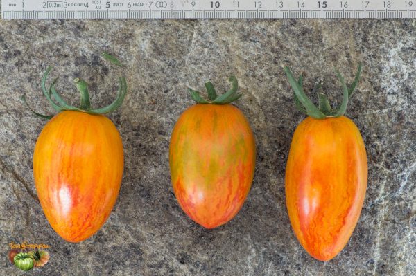 blushxatomic grape plant2 13 août 2019