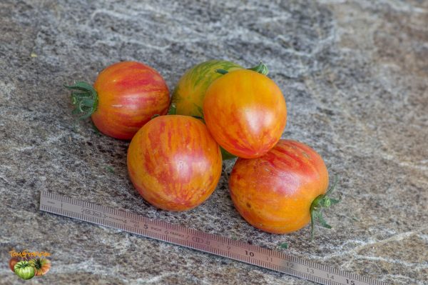 blushxstriped sweetheartdark f2 plant1 24 juillet 2019 2 2