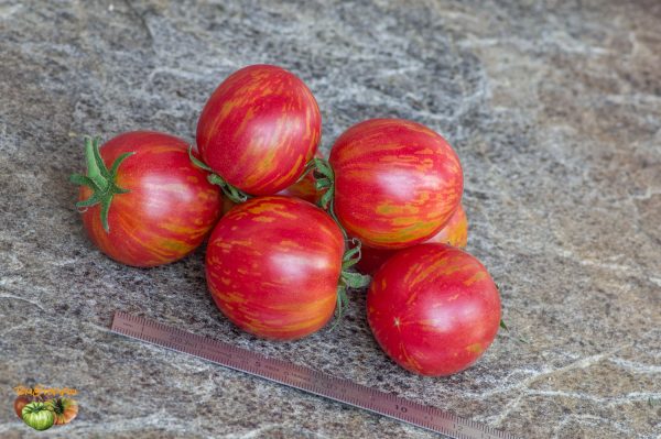 blushxstriped sweetheartdark f2 plant2 24 juillet 2019 3 2