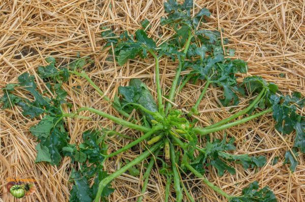 courgette grele 01 juillet 2019 13