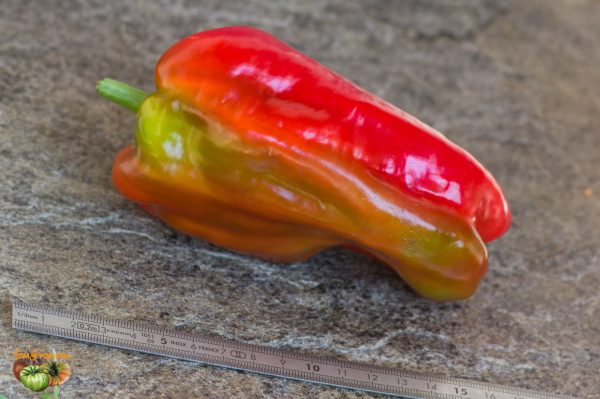 diamond pepper 26 août 2019