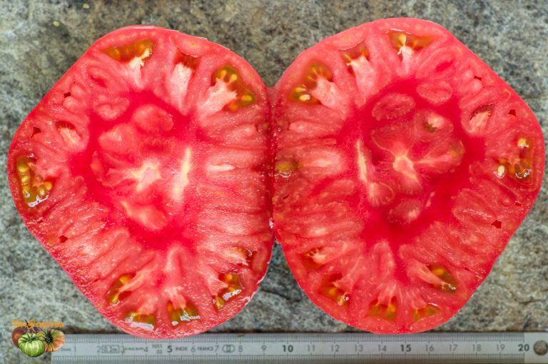 dr buresh italian pink 11 août 2020 4