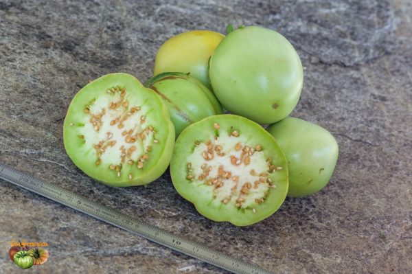 dwarf lime 23 août 2019 2