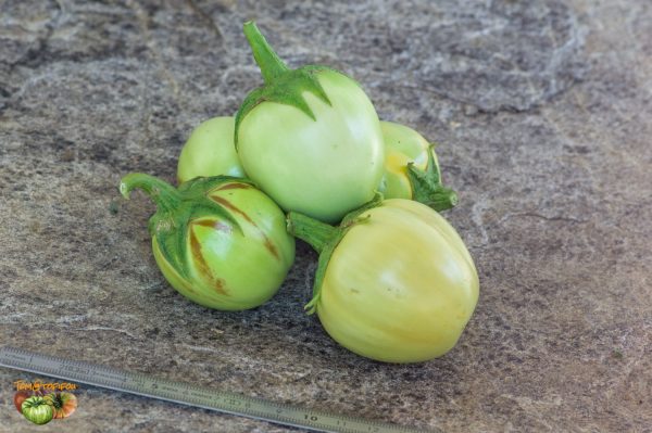 dwarf lime 23 août 2019