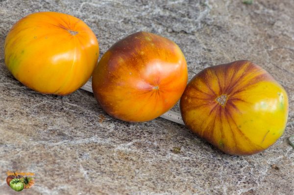 gargamelxalice dream f2 plant2 05 septembre 2019 3