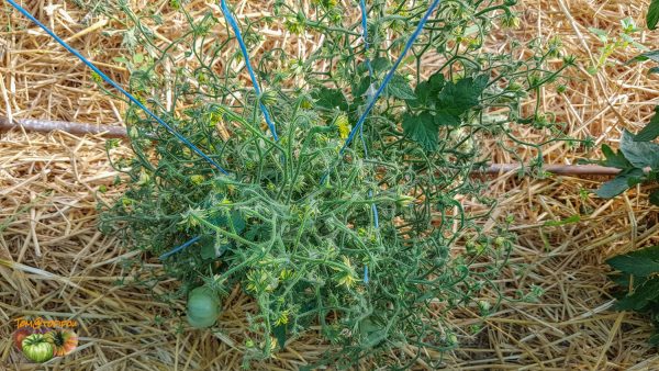 green pineapple bushtomate 13 juillet 2019