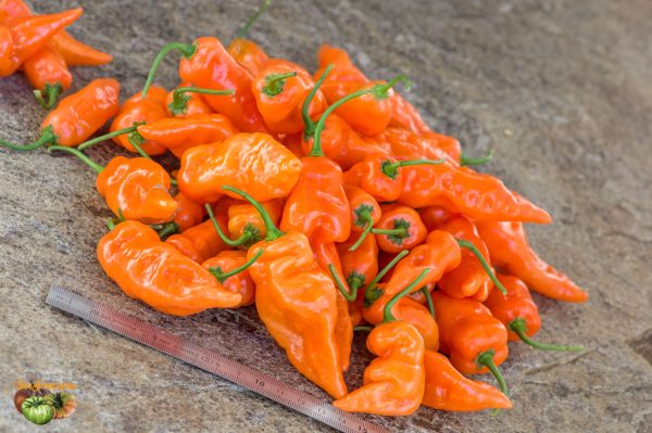 habanada 20 septembre 2019