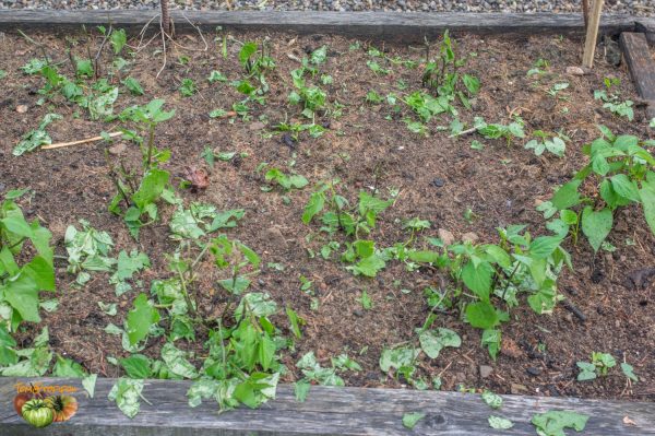 haricot grele 01 juillet 2019 5