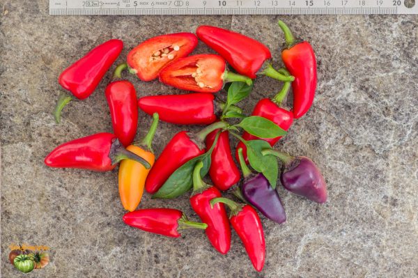 jalapeno multicolor 21 octobre 2019 3