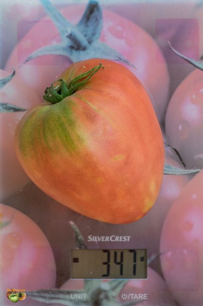 leningradsky giant 03 juillet 2019 2