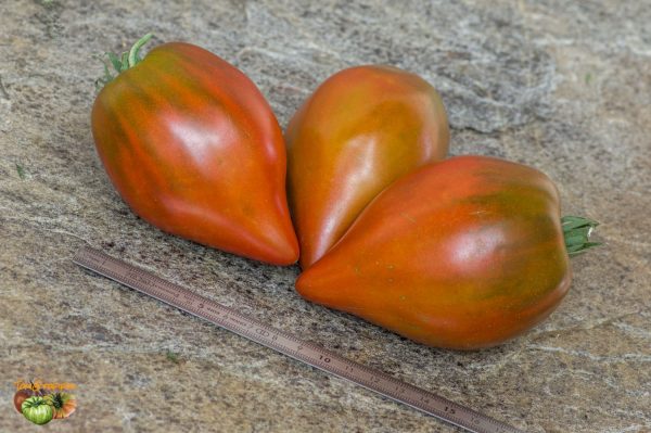 linnaeus heart 06 août 2019 2