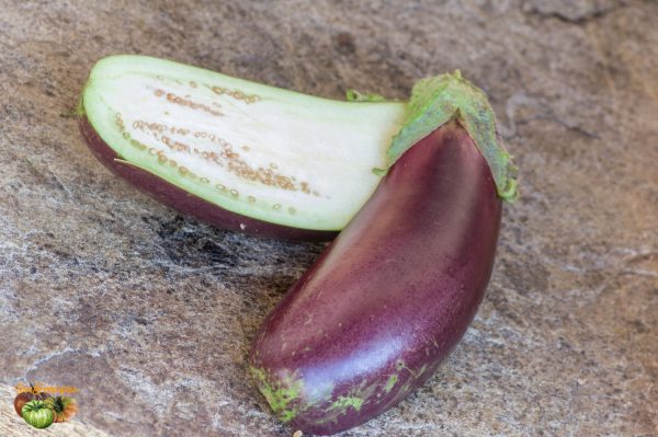longue violette de naples 14 août 2019 5