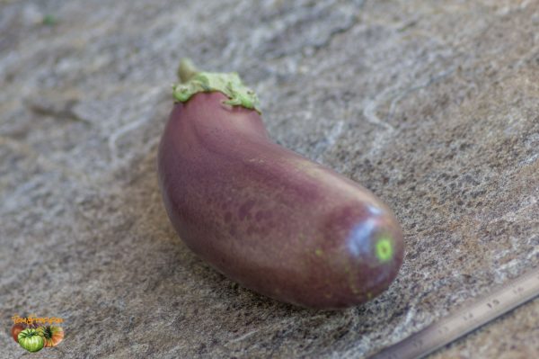 longue violette de naples 24 août 2019 2