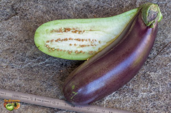 longue violette de naples 24 août 2019 3 3