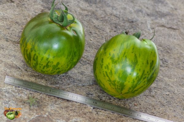 marz green striped 05 octobre 2019 2