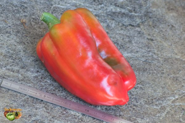 midnight dream pepper 15 août 2019