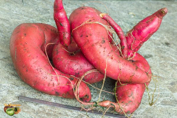patate douce 08 novembre 2019 3
