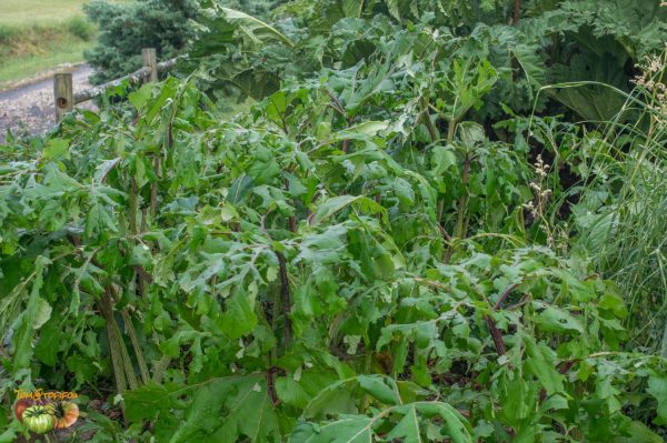 petasite grele 01 juillet 2019 6