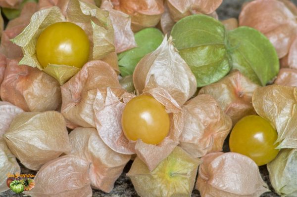 physalis 16 août 2019 4
