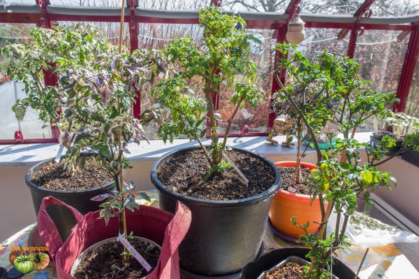 piment plant 31 mars 2020 2