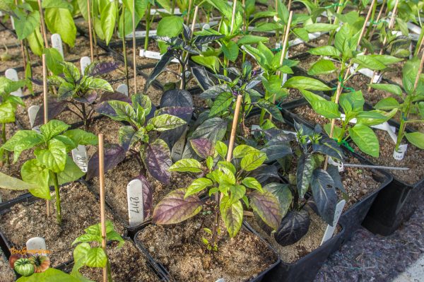 piment plant feuillage31 mars 2020