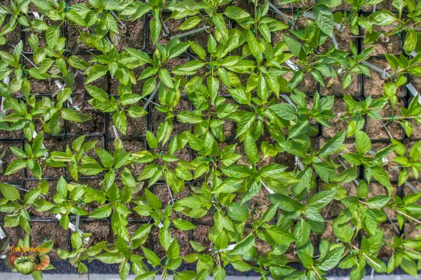 piments 31 mars 2020